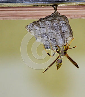 Wasp on Nest photo