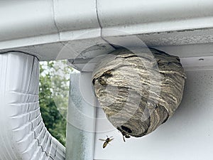 Wasp Nest Attached To Home