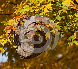 Wasp Nest Among Autumn Leaves