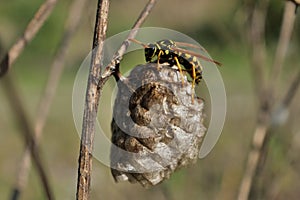 Wasp on nest in Brembo park photo