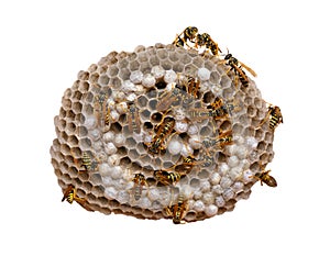 Wasp Nest - with clipping path
