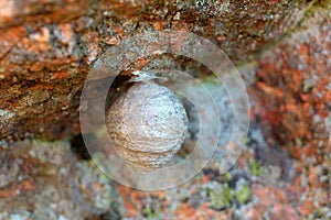Wasp nest close up