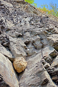 Wasp nest