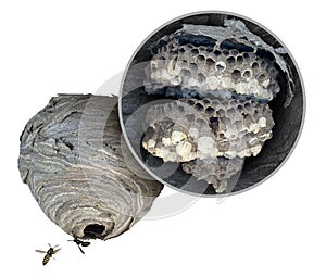 Wasp Nest Diagram