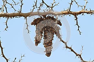 Wasp Nest in The Gambia