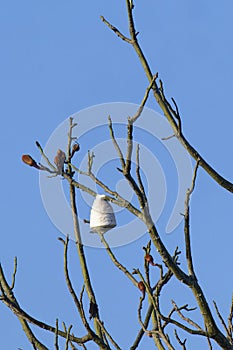 Wasp nest hanging in a tree, Amazonas state, Brazil