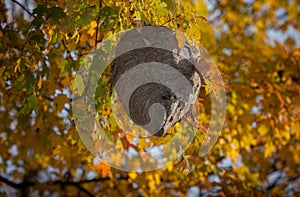 A Wasp Nest Hanging from tree amongst Fall colors