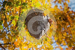 Wasp Nest Hanging from tree in Fall