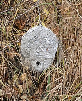 Wasp nest hanging from wire fence