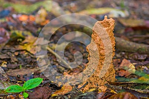 Wasp nest hole in underground, inside of the amazon rainforest in Cuyabeno National Park, in Ecuador