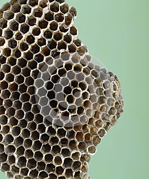 Wasp nest with honey. Wasp