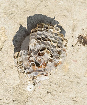 Wasp nest with honey. Wasp