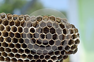 Wasp nest with honey. Wasp honey.