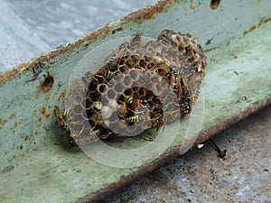 Wasp nest on iron