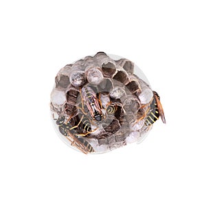 Wasp nest isolated