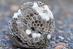 Wasp Nest with Larvae and Eggs on the Ground Macro