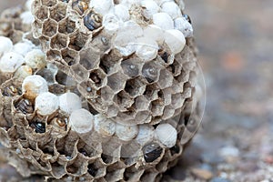 Wasp Nest with Larvae and Eggs Macro