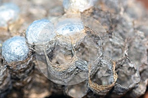 Wasp nest with larvae, honeycomb wasp, closeup