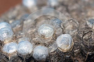 Wasp nest with larvae, honeycomb wasp, closeup