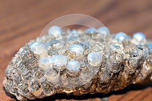 Wasp nest with larvae, honeycomb wasp, closeup