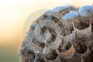 Wasp nest with larvae, honeycomb wasp, closeup