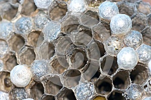 Wasp nest with larvae, honeycomb wasp, closeup