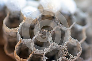 Wasp nest with larvae, honeycomb wasp, closeup