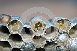 Wasp nest with larvae, honeycomb wasp, closeup