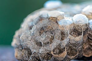 Wasp nest with larvae, honeycomb wasp, closeup