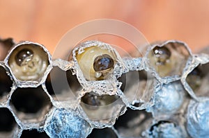 Wasp nest with larvae, honeycomb wasp, closeup