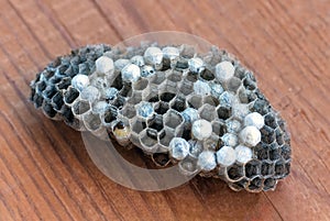 Wasp nest with larvae, honeycomb wasp, closeup