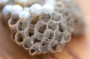 Wasp nest with larvae, honeycomb wasp, closeup