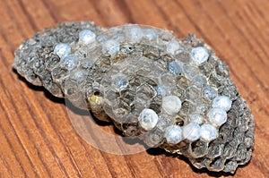 Wasp nest with larvae, honeycomb wasp, closeup