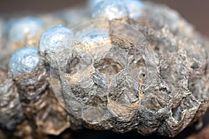 Wasp nest with larvae, honeycomb wasp, closeup