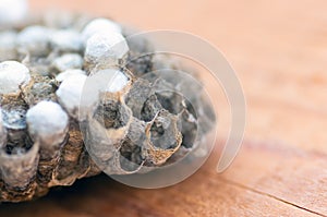 Wasp nest with larvae, honeycomb wasp, closeup