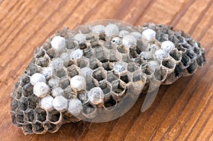 Wasp nest with larvae, honeycomb wasp, closeup