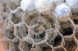 Wasp nest with larvae, honeycomb wasp, closeup