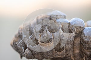 Wasp nest with larvae, honeycomb wasp, closeup