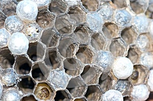 Wasp nest with larvae, honeycomb wasp, closeup