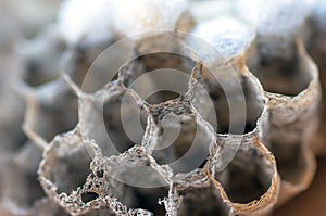 Wasp nest with larvae, honeycomb wasp, closeup