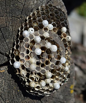 Wasp nest lying on a tree