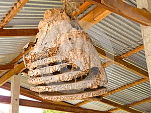 Wasp nest nature