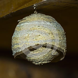 Wasp nest