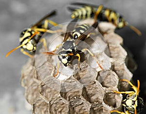 Wasp Nest with Pupae