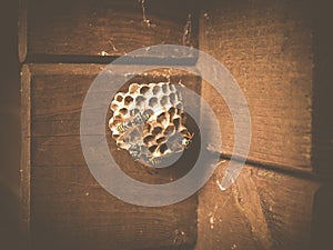 Wasp nest removal photo