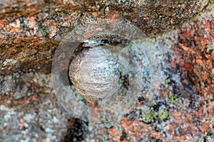 Wasp nest on a rock