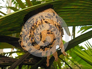 Wasp nest