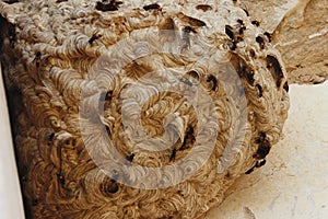 Wasp Nest in Sr Lanka