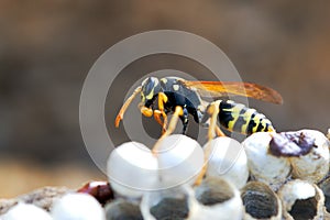 Wasp in the nest takes care of the offspring protects and feeds the larvae