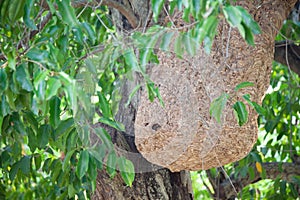 Wasp nest on tree